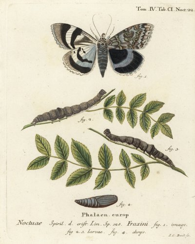Sininen alussiipikoi tai Clifden nonpareil, Catocala fraxini. Johann Carl Bockin käsinvärinen kuparikaiverrus Eugenius Johann Christoph Esperin Perhoset kuvituksessa luonnosta, Erlangen tekijältä Johann Carl Bock