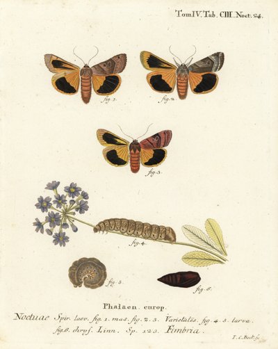 Leveäreunainen keltainen alussiipi, Noctua fimbriata. Johann Carl Bockin käsinvärinen kuparikaiverrus Eugenius Johann Christoph Esperin Perhoset kuvituksessa luonnosta, Erlangen tekijältä Johann Carl Bock
