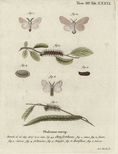 Ruskeahäntäkoi, Euproctis chrysorrhoea. tekijältä Johann Carl Bock
