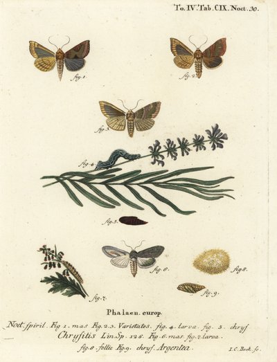 Kiillotettu messinkikoi, Diachrysia chrysitis 1-5 ja vihreä hopeahai, Cucullia argentea 6-9. Johann Carl Bockin käsinvärinen kuparikaiverrus Eugenius Johann Christoph Esperin Perhoset kuvituksessa luonnosta, Erlange mukaan tekijältä Johann Carl Bock