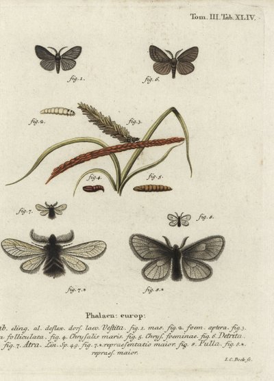 Canephora hirsuta, Ocneria detrita ja Epichnopterix plumella. tekijältä Johann Carl Bock