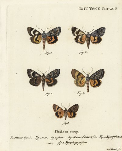 Catocala conversa 1-3, Catocala nymphaea 4 ja tammenkeltainen alussiipi, Catocala nymphagoga 5. Johann Carl Bockin käsinvärinen kuparikaiverrus Eugenius Johann Christoph Esperin Perhoset kuvituksessa luonnon jäljillä, Erlangen tekijältä Johann Carl Bock