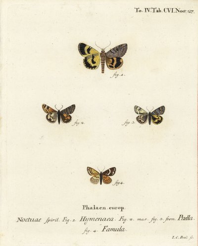 Catocala hymenaea 1, Amerila puella 2,3 ja Isturgia famula koit 4. Johann Carl Bockin käsinvärinen kuparikaiverrus Eugenius Johann Christoph Esperin Perhoset kuvissa luonnosta, Erlangen tekijältä Johann Carl Bock
