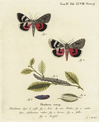 Catocala pacta koi. Johann Carl Bockin käsinvärinen kuparikaiverrus Eugenius Johann Christoph Esperin Perhoset kuvituksessa luonnosta, Erlangen tekijältä Johann Carl Bock