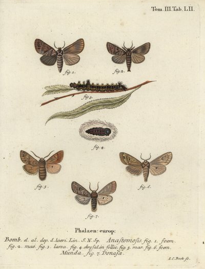 Clostera anastomosis ja Nudaria mundana. tekijältä Johann Carl Bock