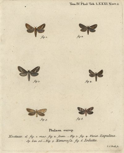 Koirakko, Korscheltellus lupulina 1-4, kultasirkka, Phymatopus hecta 5 ja Pharmacis carna 6. Johann Carl Bockin käsinvärinen kuparikaiverrus Eugenius Johann Christoph Esperin Perhoset luonnossa, Erlangenin mukaan tekijältä Johann Carl Bock