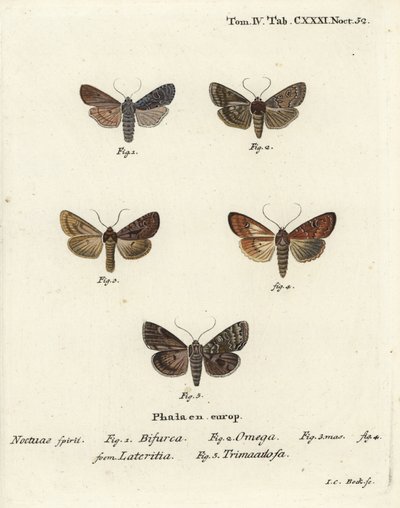 Conformist, Lithophane furcifera 1, kaksoisnukki, Graphiphora augur 2, niukka brindle, Apamea lateritia 3,4 ja hopeakaarit, Polia hepatica 5. tekijältä Johann Carl Bock