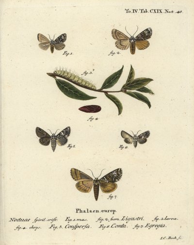 Koronettikoi, Craniophora ligustri 1-4, marmoroitu coronet, Hadena confusa 5, varioitu coronet, Hadena compta 6 ja vihreä kaari, Anaplectoides prasina 7. Johann Carl Bockin käsinvärinen kuparilevykaiverrus Eugenius Esper’s Christophin mukaan tekijältä Johann Carl Bock