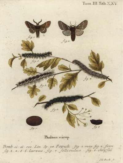 Joulukuukoi, Poecilocampa populi. tekijältä Johann Carl Bock
