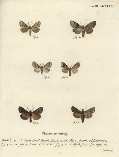Dingy shell, dusky marbled brown at brown rustic.finn tekijältä Johann Carl Bock