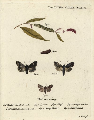 Piste, Melanchra persicariae 1-4 ja Dryobota labecula 5. Johann Carl Bockin käsinvärinen kuparikaiverrus Eugenius Johann Christoph Esperin Die Schmetterlingen mukaan Abbildungen nach der Natur, Erlangen tekijältä Johann Carl Bock