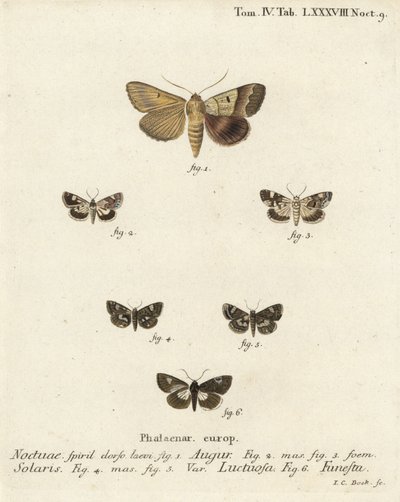 Kaksinkertainen tikka tai ennustaja, Graphiphora augur 1, vaalea olkapää, Acontia lucida 2,3, nelitäpläkoi, Tyta luctuosa 4,5 ja druidikoi, Aedia funesta 6. Johann Carl Bockin käsinvärinen kuparikaiverrus Eugenius Es Johann Christo Diephin mukaan tekijältä Johann Carl Bock