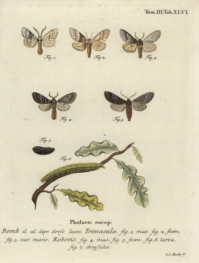 Drymonia dodonaea -perhonen. tekijältä Johann Carl Bock