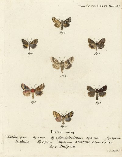 Dusky Sallow, Eremobia ochroleuca 1,4, Cynaeda dentalis 2,3, korvakoi, Amphipoea ocula 5,6 ja tavallinen rustiikki, Mesapamea secalis 7. Johann Carl Bockin käsinvärinen kuparikaiverrus Eugenius Johann Dieperlinge