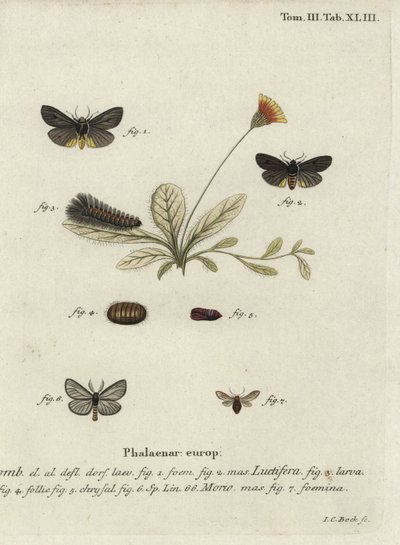 Epatolmis caesarea ja Penthophera morio -perhoset. tekijältä Johann Carl Bock