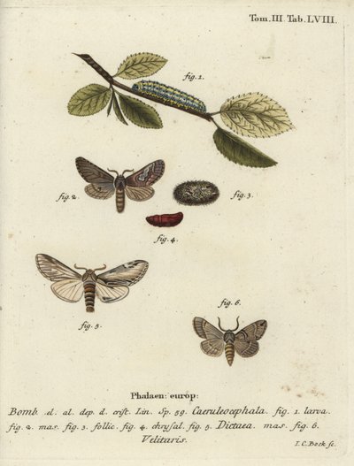 Kuva kahdeksan, niellä näkyvä ja Drymonia velitaris koi. tekijältä Johann Carl Bock