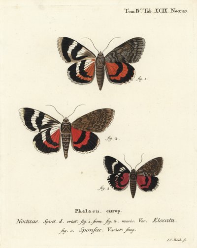 Ranskanpunainen alussiipi, Catocala elocata 1,2, ja tummanpunainen alussiipilaji, Catocala sponsa 3. Johann Carl Bockin käsinvärinen kuparikaiverrus Eugenius Johann Christoph Esperin Perhoset kuvituksessa luonnon mukaan, Erlangen tekijältä Johann Carl Bock