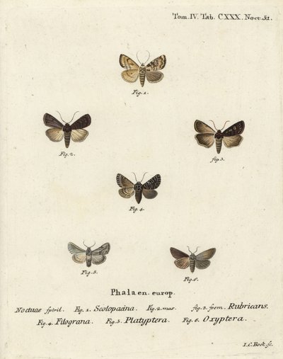 Garden dart, Euxoa nigricans 1-3, Hadena filograna 4, antirrhinum brocade, Calophasia platyptera 5, Simyra nervosa 6. Handcoloured copperplate engraving ni Johann Carl Bock pagkatapos ng Eugenius Johann Christoph Esper