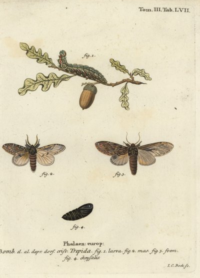 Suuri näkyvä, Peridea anceps. tekijältä Johann Carl Bock
