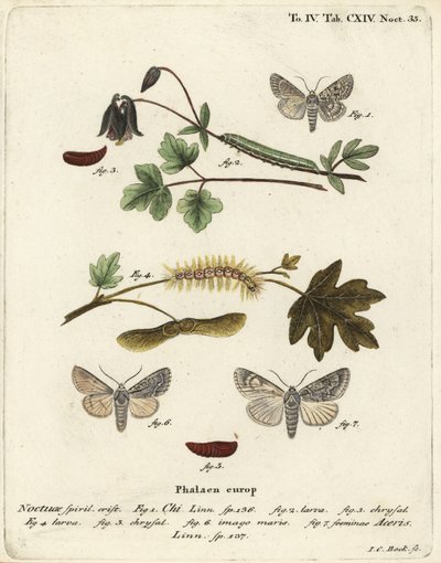 Harmaa chi, Antitype chi 1 ja sycamore koi, Acronicta aceris 2-7. Johann Carl Bockin käsinvärinen kuparikaiverrus Eugenius Johann Christoph Esperin Perhoset luontokuvissa, Erlangenin mukaan tekijältä Johann Carl Bock