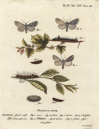 Harmaa tikari, Acronicta psi 1-4 ja tumma tikari, Acronicta tridens 5-8. Johann Carl Bockin käsinvärinen kuparikaiverrus Eugenius Johann Christoph Esperin Perhoset kuvituksessa luonnosta, Erlangen tekijältä Johann Carl Bock