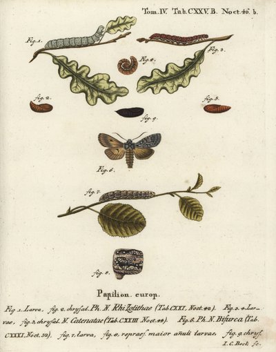 Harmaa lapasolmu, Lithophane ornitopus 1,2, röyhelöinen kastanja, Agrochola helvola 3-5, konformisti, Lithophane furcifera 6-9. Johann Carl Bockin käsinvärinen kuparikaiverrus Eugenius Johann Christoph Esperin Die Schmetterlingen mukaan Abbildungen n. tekijältä Johann Carl Bock