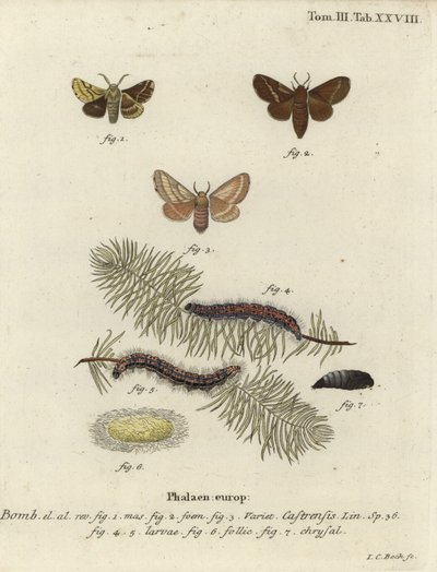 Malacosoma castrense. tekijältä Johann Carl Bock