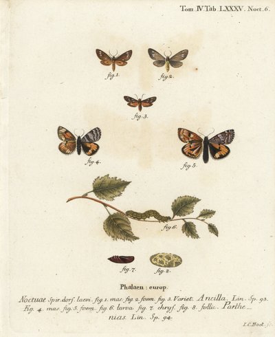 Palvelijakoi, Dysauxes ancilla 1-3 ja oranssi alussiipi, Archiearis parthenias 4-8. Johann Carl Bockin käsinvärinen kuparikaiverrus Eugenius Johann Christoph Esperin Perhoset kuvituksessa luonnosta, Erlangen tekijältä Johann Carl Bock