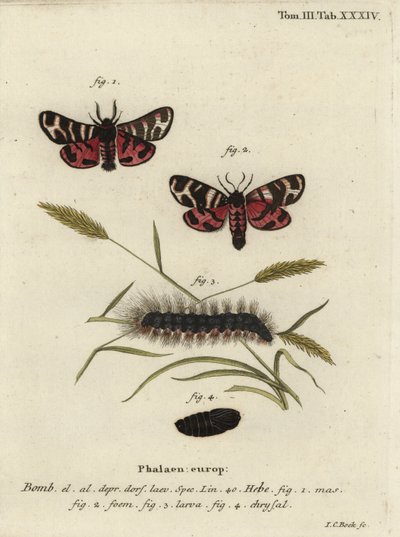 Hebe-tiikeriperho, Arctia festiva. tekijältä Johann Carl Bock
