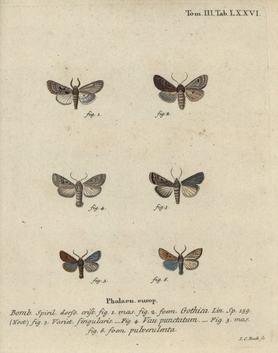 Caràcter hebreu, castanyer de taques negres, arna quàquer petita, etc. finlandès tekijältä Johann Carl Bock