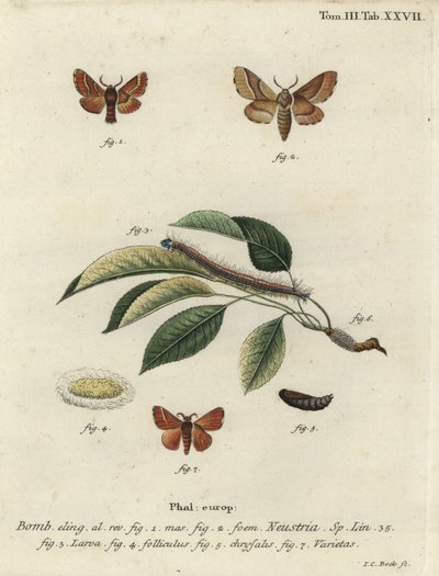 Lakkikoi, Malacosoma neustria. tekijältä Johann Carl Bock