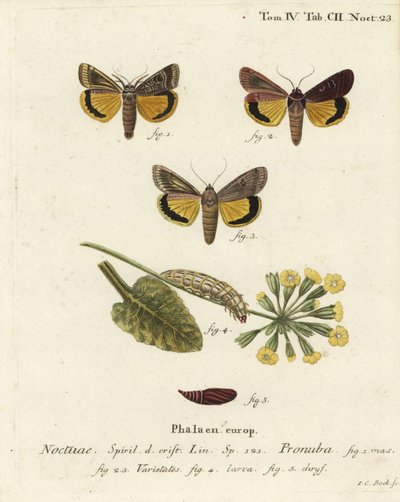 Suuri keltainen alussiipi, Noctua pronuba ja lajikkeet. Johann Carl Bockin käsinvärinen kuparikaiverrus Eugenius Johann Christoph Esperin Perhoset kuvituksessa luonnosta, Erlangen tekijältä Johann Carl Bock