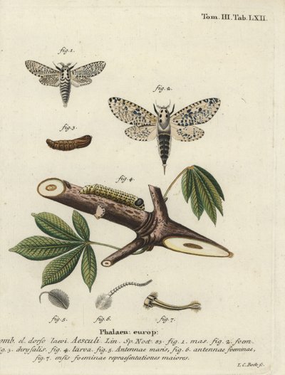 Leopardikoi, Zeusera-ydin. tekijältä Johann Carl Bock