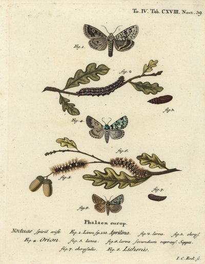 Merveille du jour, Dichonia aprilina 1-4, vähäinen merveille du jour, Moma alpium 5-7 ja marmoroitu vihreä, Cryphia muralis 8. Johann Carl Bockin käsinvärinen kuparikaiverrus Eugenius Johann Christoph Esperin Perhoset kuvissa tekijältä Johann Carl Bock