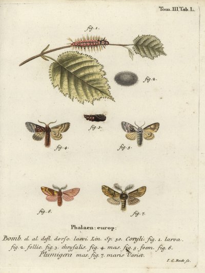 Pähkinä-puun tussock ja plumed näkyvästi. tekijältä Johann Carl Bock