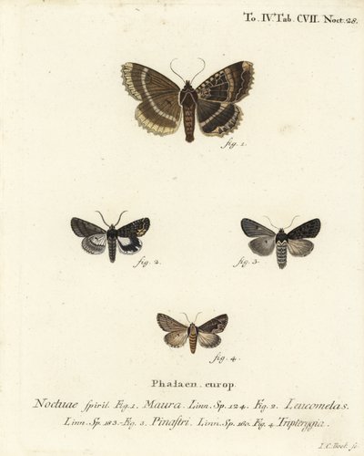 Vanha rouva tai musta alussiipi, Mormo maura 1, itäinen alkymisti, Aedia leucomelas 2 ja Dypterygia scabriuscula 3,4. Johann Carl Bockin käsinvärinen kuparikaiverrus Eugenius Johann Christoph Esperin Perhoset Na:n kuvituksessa tekijältä Johann Carl Bock