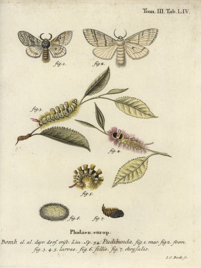 Vaalea pensaskerttu, Calliteara pudibunda. tekijältä Johann Carl Bock