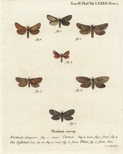 Pharmacis carna 2-4, oranssi swift, Triodia sylvina 5,6 ja kultainen swift, Phymatopus hecta 7. Johann Carl Bockin käsinvärinen kuparikaiverrus Eugenius Johann Christoph Esperin Perhoset kuvituksessa luonnosta, Erlangen tekijältä Johann Carl Bock