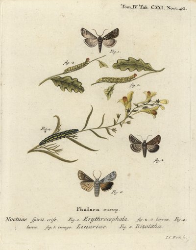 Punapäinen kastanja, Conistra erythrocephala 1-4, toadflax brocade, Calophasia lunula 5 ja harmaa lapasolmu, Lithophane ornitopus 6. Johann Carl Bockin käsinvärinen kuparikaiverrus Eugenius Johann Christoph Esperin A Schmetterlingen mukaan. tekijältä Johann Carl Bock