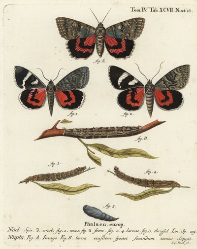 Punainen alussiipikoi, Catocala nupta. Johann Carl Bockin käsinvärinen kuparikaiverrus Eugenius Johann Christoph Esperin Perhoset kuvituksessa luonnosta, Erlangen tekijältä Johann Carl Bock