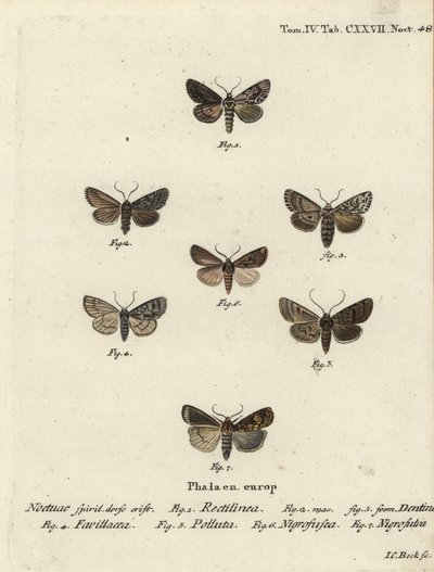 Saksikoi, Hyppa rectilinea 1, leikkurikoi, Hada plebeja 2,3, suon tikari, Acronicta strigosa 4, ruskeapilkkuhammas, Agrochola litura 5, valkoviivainen tikka, Euxoa nigrofusca 6, Opigena polygona 7. Käsinvärjätty kuparikaiverrus Joplatehann Carl Bock jälkee tekijältä Johann Carl Bock
