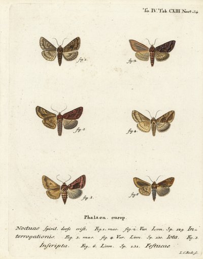 Niukka hopea Y, Syngrapha interrogationis 1,2, sileä kultainen Y, Autographa jota 3-5, kultatäplä, Plusia festucae 6. Johann Carl Bockin käsinvärinen kuparikaiverrus Eugenius Johann Christoph Esperin Perhoset kuvissa natin jälkeen tekijältä Johann Carl Bock