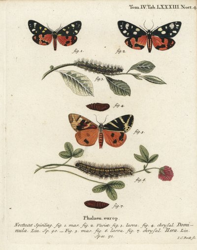 Scarlet tiger moth, Callimorpha dominula 1-4 ja Jersey tiikeri koi, Euplagia quadripunctaria 5-7. Johann Carl Bockin käsinvärinen kuparikaiverrus Eugenius Johann Christoph Esperin Perhoset kuvituksessa luonnosta, Erlangen tekijältä Johann Carl Bock