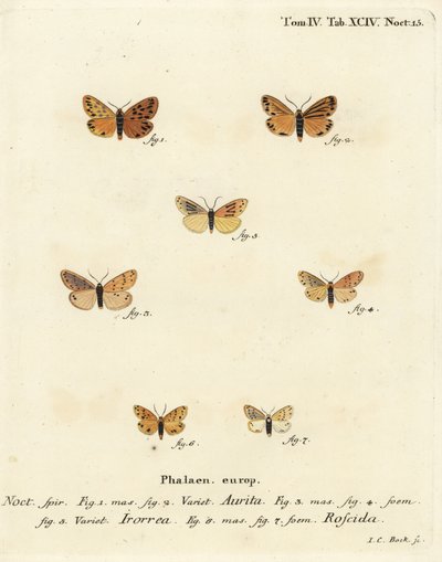 Setina aurita koi 1,2, kastekoi, Setina irrorella 3-5 ja Setina roscida koi 6,7. Johann Carl Bockin käsinvärinen kuparikaiverrus Eugenius Johann Christoph Esperin Perhoset luontokuvissa, Erlangenin mukaan tekijältä Johann Carl Bock