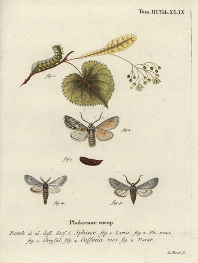 Ryömintäkoi, Asteroscopus sphinx. tekijältä Johann Carl Bock