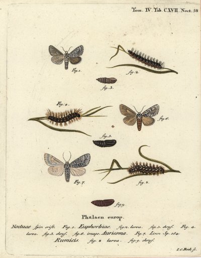 Sweet myrskykoi, Acronicta euphorbiae 1-5, niukka tikari, Acronicta auricoma 6 ja oksaruohokoi, Acronicta rumicis 7-9. Johann Carl Bockin käsinvärinen kuparikaiverrus Eugenius Johann Christoph Esperin Die Schmetterlingen mukaan Abbildungen nac tekijältä Johann Carl Bock