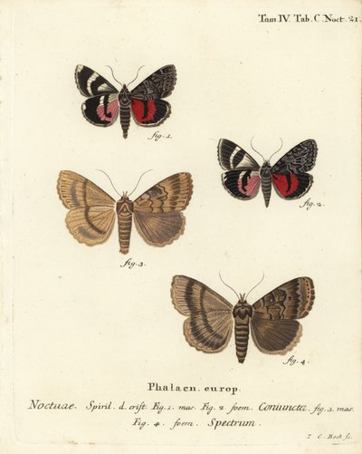 Underwing koi, Catocala coniuncata 1,2 ja Apopestes-spektri 3,4. Noctuae yhdistetty, Noctuae spectre. Johann Carl Bockin käsinvärinen kuparikaiverrus Eugenius Johann Christoph Esperin Die Schmetterlingen mukaan Abbildungen nach der Natur, Erlangen tekijältä Johann Carl Bock