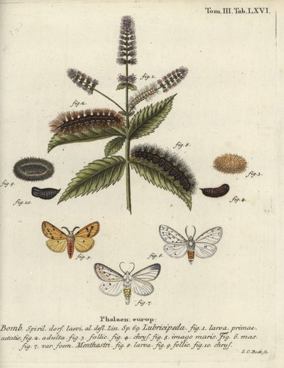 Valkohermeli, Spilosoma lubricipeda. tekijältä Johann Carl Bock