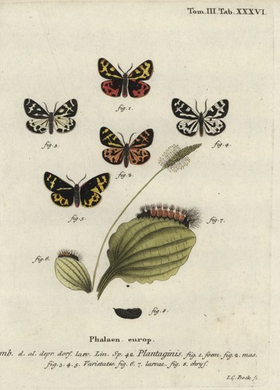 Wood tigre moth, Parasemia plantaginis.finn tekijältä Johann Carl Bock
