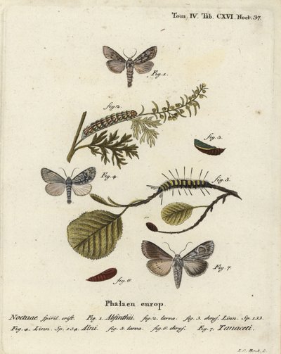 Koiruohokoi, Cucullia absinthii 1-3, leppäkoi, Acronicta alni 4-6 ja Cucullia tanaceti 7. Johann Carl Bockin käsinvärinen kuparikaiverrus Eugenius Johann Christoph Esperin Perhoset kuvituksessa luonnon jäljillä, Erlangen tekijältä Johann Carl Bock